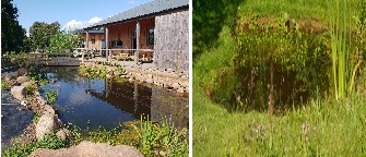 wildlife-pond-image